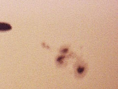 Sunspot 488