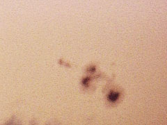 Sunspot 488