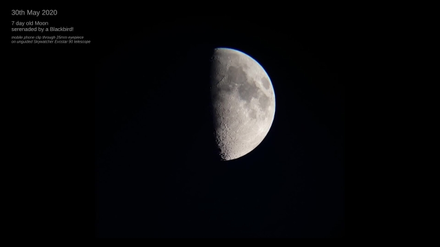 VIDEO: 30th May .. a First Quarter Moon .. and a blackbird!