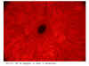 Sunspot-10-Apr-03b.jpg (93437 bytes)